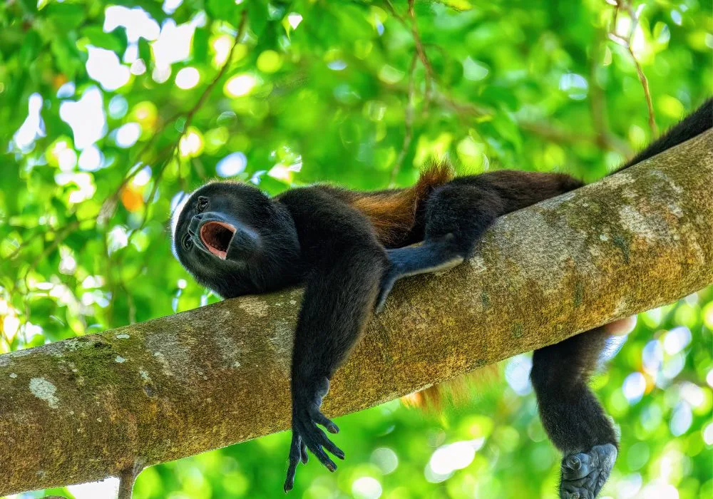 Corcovado-National-Park-Wildlife-15.jpg Corcovado-National-Park-Wildlife-15.jpg