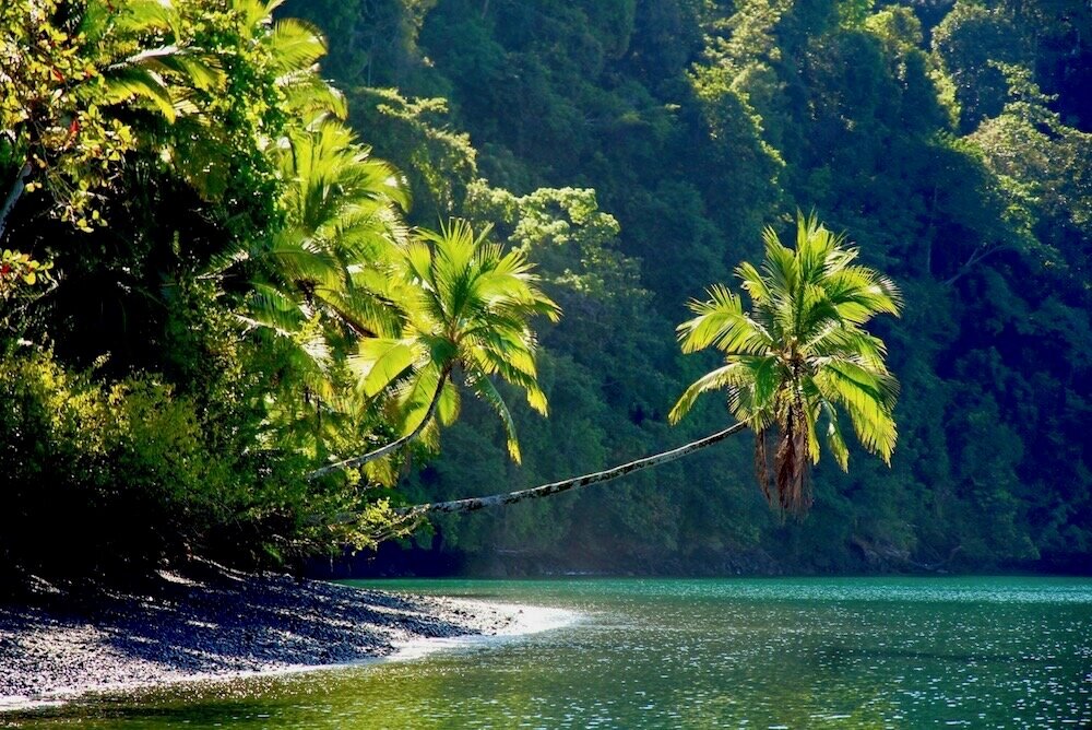 PalminwildPlayaSanJosecito2CGolfoDulce2CCostaRica PalminwildPlayaSanJosecito2CGolfoDulce2CCostaRica