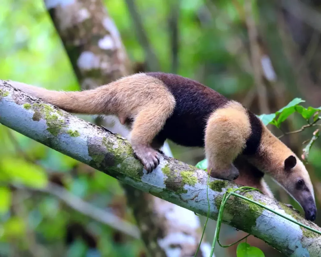 anteater-corcovado-park-1024×819 anteater-corcovado-park-1024x819