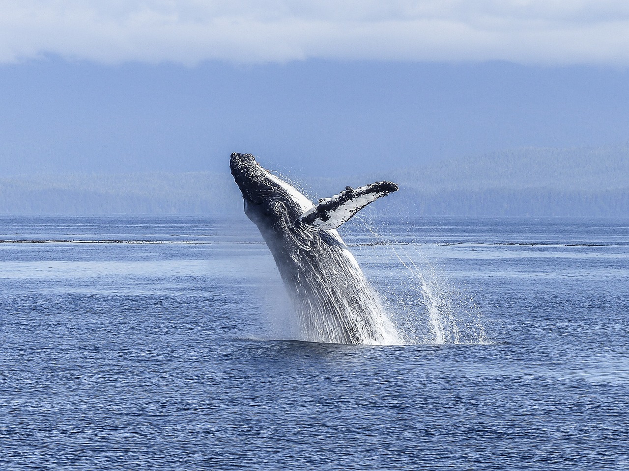 humpback-whale-436120_1280 humpback-whale-436120_1280