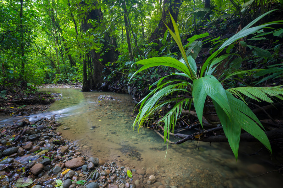 latin_america_costa_rica_cyclanthaceae_plants_corcovado_national_park_alex_hyde_gallery latin_america_costa_rica_cyclanthaceae_plants_corcovado_national_park_alex_hyde_gallery