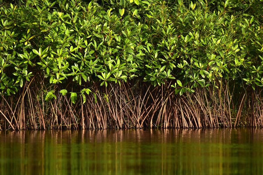 mangrove mangrove