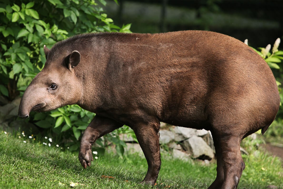 tapir_corcovado_national_park tapir_corcovado_national_park