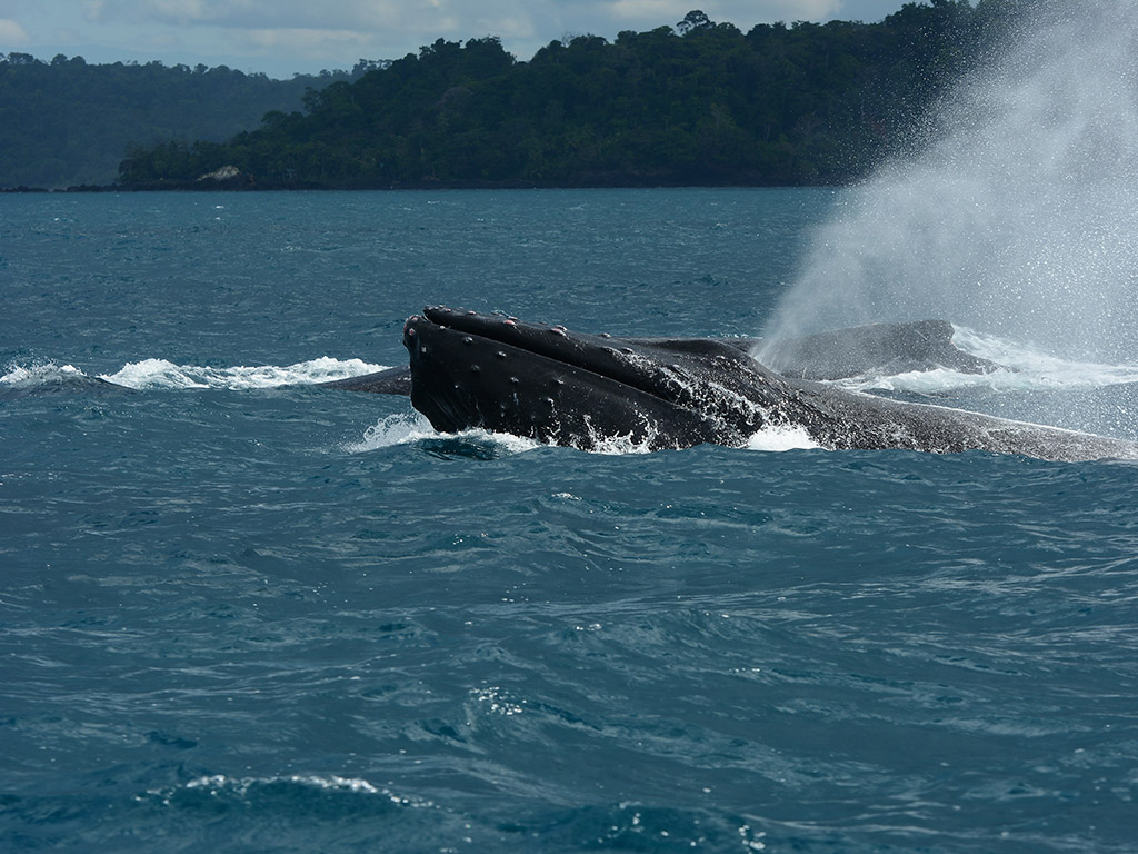 whales golfo whales golfo